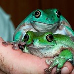 White's Tree Frog , mother and daughter